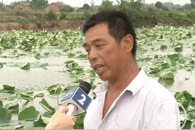 南昌：天降农药，80多亩莲藕中毒？打药者：不关我的事图片