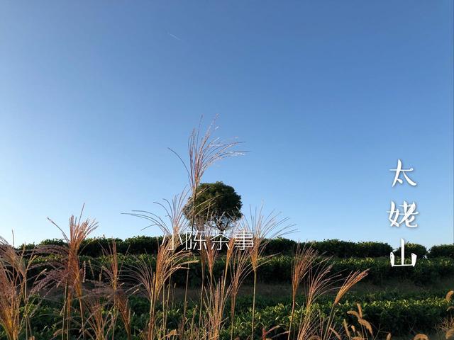 图解老白茶煮茶技巧，掌握这些，茶不仅耐煮还香甜！