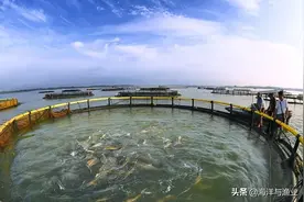 抗风浪网箱养殖技术（军曹鱼、卵形鲳鲹养殖）图片