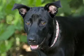 为什么说“江西无黑狗”？徒留在民间传说里的那一声叹息图片