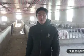 养猪户注意了，晚上没开灯别进猪舍，不然猪怎么死的都不知道