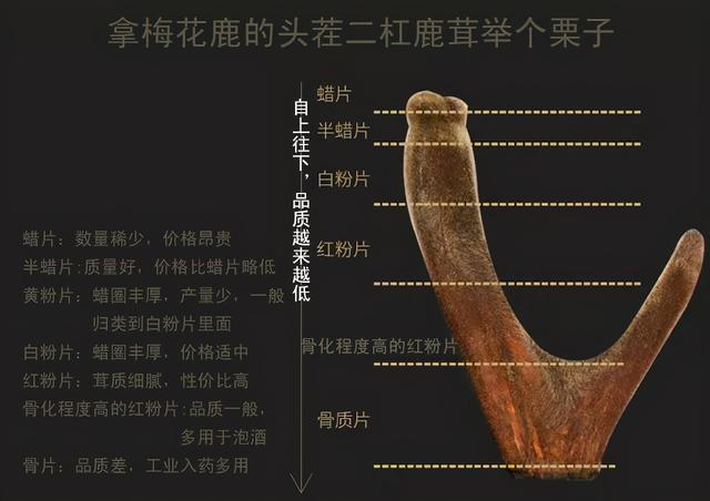 东北鹿茸多少钱一斤怎么卖的,一种植物,只在东三省野外生长,民间多
