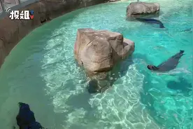 小海豹被救事件，海洋馆的后续采访~视频封面