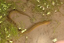 它是鱼类却像蛇，本身更是雌雄同体！黄鳝的性逆转功能超出你想象图片