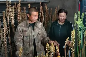 长白山下的“天麻夫妻”图片