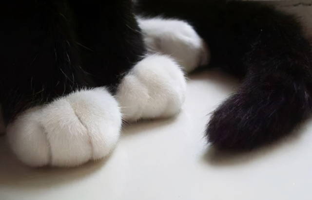 老祖宗说：一只猫有这些特点，是真的“旺家”