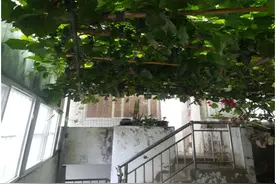 我家二楼的葡萄树图片