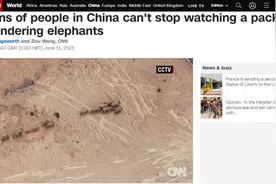 云南象萌翻全世界！外网追直播“吸大象”，夸中国护象措施太可爱图片