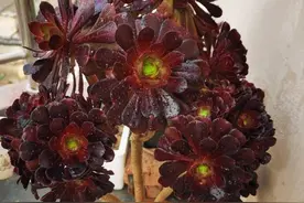 多肉法师度夏，“2点”做好，秋天更惊艳，长成大大的手捧花图片