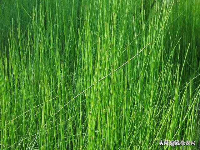农村到处都是的“节节草”，没想到还有这么多的用途，了解一下吧