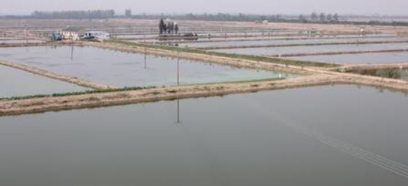 清塘是淡水鱼养殖中很重要的工作，你之前用的方法都对吗？