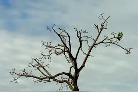 又一个教师节，依然会想起断送我学业的那个老师！图片