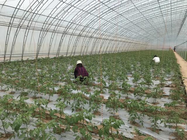 种菜不卖菜，农科城里造“芯片”！