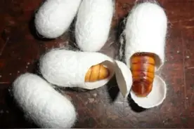 蚕蛹，一个颠覆传统野钓的饵料，它是无鳞鱼的利器！你用过吗？图片