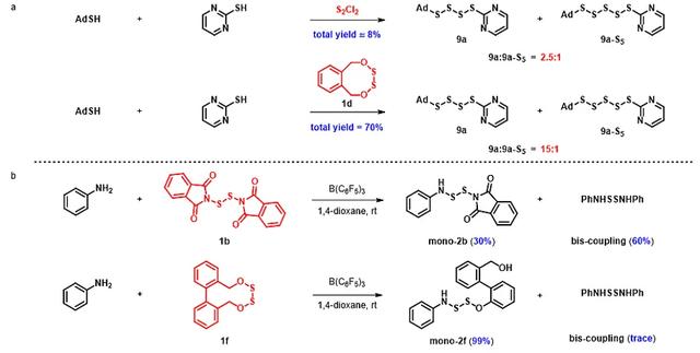 中环二硫的张力差带来多硫多样性