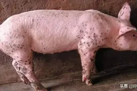 这个寄生虫病冬季常见，造成经济损失大，猪场该如何做好防控？图片