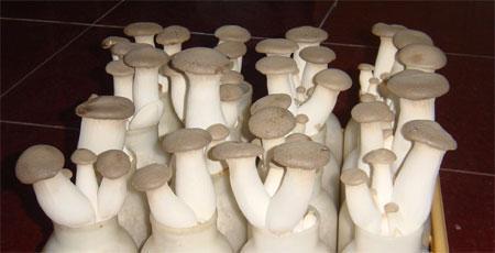 三十一种常见的菌类蘑菇图片