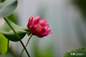 今夏盛开的碗莲及种植介绍，你的碗莲还在装藕吗？| 园丁图片
