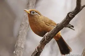 为什么说新手看“眼毛”？老手看“性能”呢图片