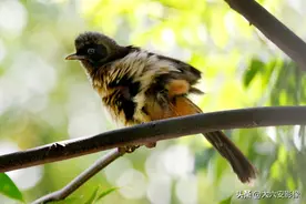 夏日鸟趣：黑脸噪鹛呆萌可爱，伯劳鸟一口吞下一只蚂蚱图片