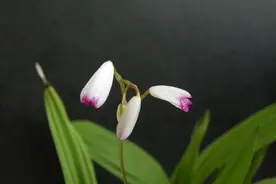 白芨属植物资源概况图片