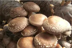 木屑为主料制作香菇培养料，必须做好2控制2配合，才能促高产图片