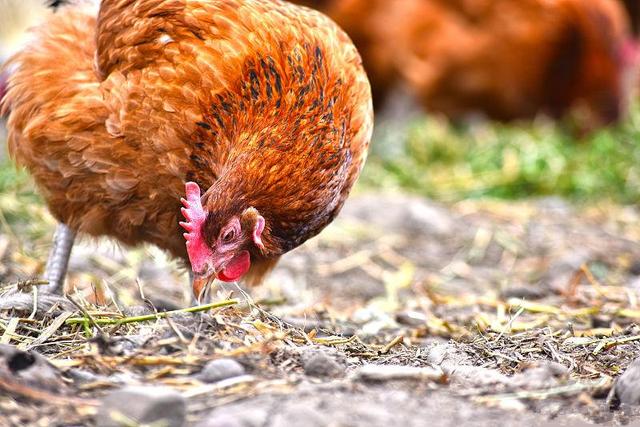养鸡技术｜七种矿物质对鸡健康成长的作用及需求量