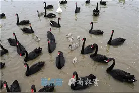 济南“天鹅湖”里频频添“宝宝”图片
