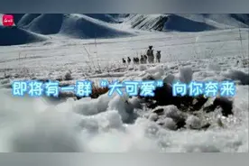 千余只“马可波罗”盘羊爬上帕米尔高原图片