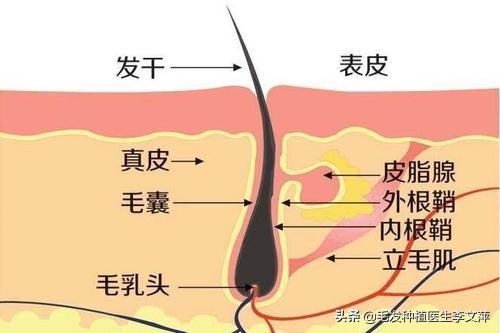剃光头确实有好处！那么剃光头能改善脱发吗？