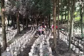 林下黑木耳对生活条件的要求图片