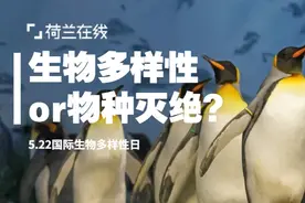 以自然之道，养万物之生：荷兰方案应对加速百倍的全球物种灭绝图片
