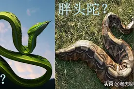 蛇界的“胖瘦头陀”，一个胖若肥仔，一个瘦若美人图片