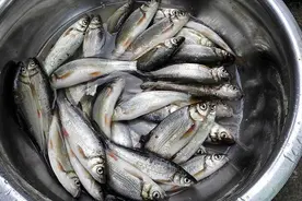 江河野钓青尾鲴，从选钓位开始到连杆上鱼，终于知道关键技巧所在图片