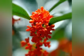 桂花状元红～树冠圆球形，花色橙红，花径大花量多，观赏价值极高图片