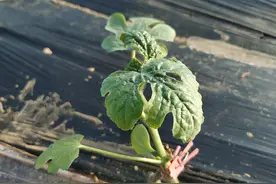 碧护的作用太多了，功效真不错，谁用都说好图片