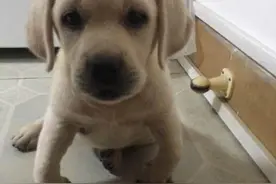 吃肉多对狗狗身体有害？兽医告诉你真相图片