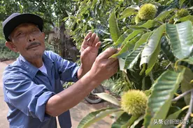 七旬老人隐居大山30年，自费育林千亩荒山，最爱用放大镜看周易图片