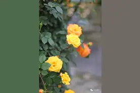 美哭！中国玫瑰谷惊艳到窒息！小编教你认花花图片