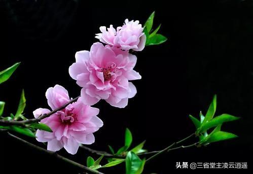 解读崔护：一诗定名，留下"人面桃花"千古名句，河北定州人