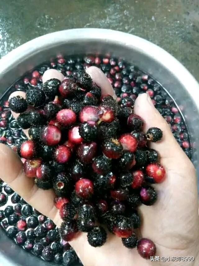 氨基酸之最野果，花钱买不到，城里人没见过，在农村见了不要错过