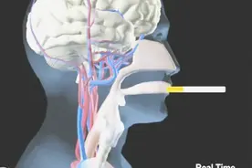 实时动画展示吸烟的肺是什么样的