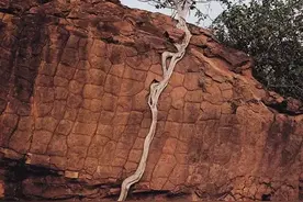 为了生活，连树都这么拼命，你还有什么理由不努力图片