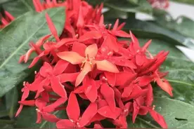 这花和绣球花长得太像了，就像亲姐妹，给你看看你能分清吗？图片