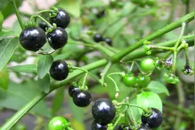 农村常见的龙葵草有什么作用？图片