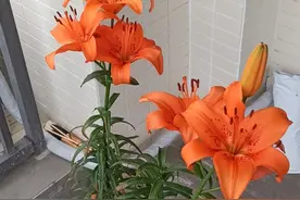 对象只能一选一，市场禁止二选一（反垄断）图片