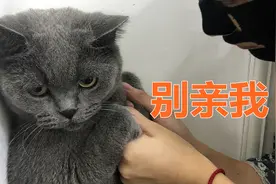 强吻一只猫咪是什么感受？猫咪被按在门上一脸惊恐，无处可逃视频封面