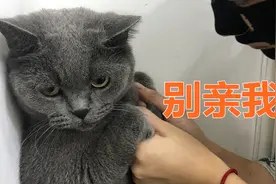 强吻一只猫咪是什么感受？猫咪被按在门上一脸惊恐，无处可逃视频封面