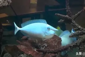 长角的鱼和长角的鸟你见过吗？世界上那些奇特的角！图片