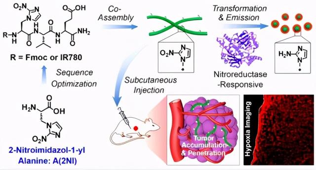 南开余志林JACS一种新型氨基酸多肽的乏氧响应组装及肿瘤荧光成像